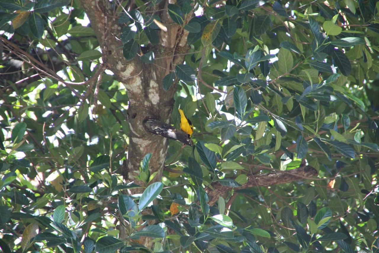 Mahaweli Shades Hotel Kandy Kültér fotó